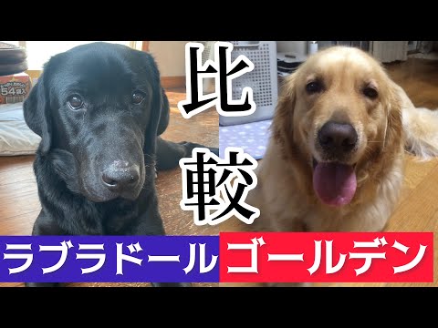 ラブラドルレトリバーの色