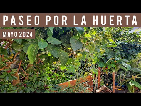 , title : '❤️MUCHAS PLANTAS COMESTIBLES en una HUERTA PEQUEÑA (MANY EDIBLE PLANTS in a SMALL GARDEN)🍋🍐🍌🍑 (2024)'