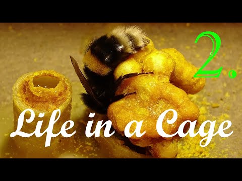 Bumblebees - Life in a Cage: Part 2/10 - 20th day of Breeding - 10 typical Bombus terrestris nests