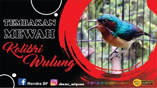 Download lagu Kolibri Wulung Nembak Panjang || Muncang || Kolibri Kaca || Untuk Pancingan dan Masteran mp3 Download lagu Kolibri Wulung Nembak Panjang || Muncang || Kolibri Kaca || Untuk Pancingan dan Masteran mp3