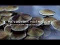 A fungi farmers perspective on psilocybin mushrooms A fungi farmers perspective on psilocybin mushrooms