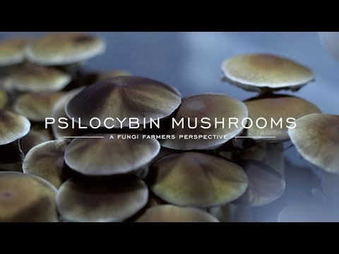 download lagu mp3 mp4 Psychedelic Mushrooms, download lagu Psychedelic Mushrooms gratis, unduh video klip Psychedelic Mushrooms
