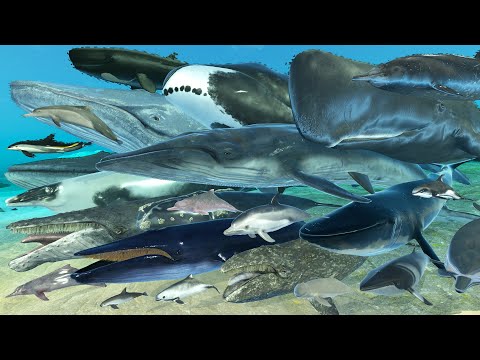 Real Whale Size Comparison | 3D Animal Animation | Realistic World Data