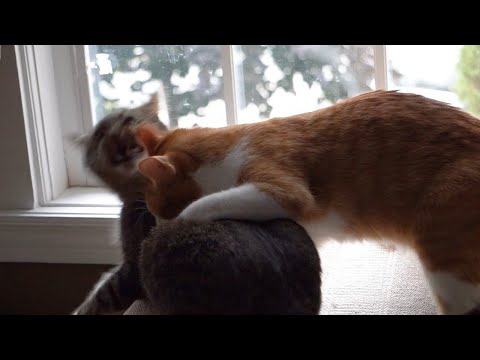 CHOMP - Cat grooming session goes wrong and leads to a fight