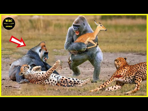 50 Hero Animals That Saved Human Lives | Animals That Saved Other Animals#13 | Best moment of 2024!