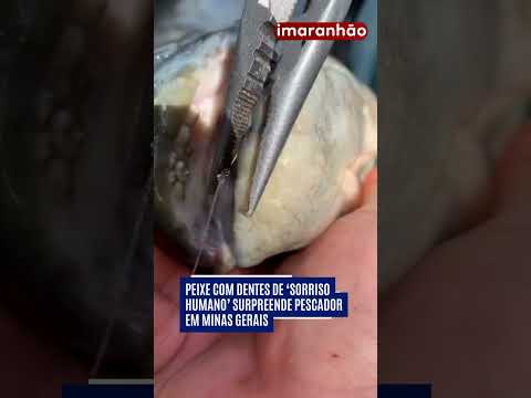 Peixe com dentes de ‘sorriso humano’ surpreende pescador em Minas Gerais