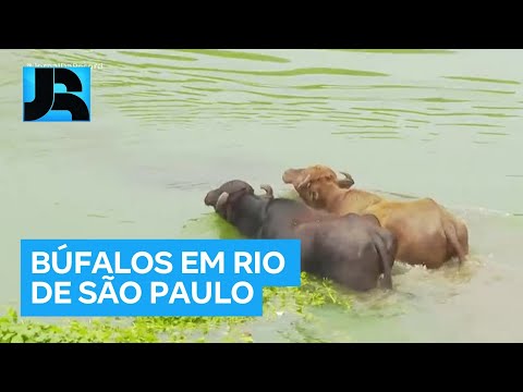 Manada de búfalos é flagrada dentro do Rio Pinheiros, em São Paulo