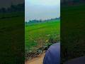 Bera Dubte Hee Dil Trending Vailr Amitbhardwaj8744 Song