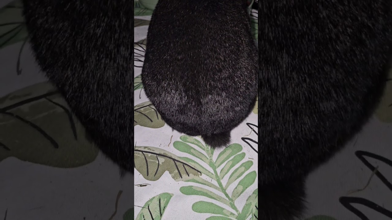 Starfire, a Adoptable Harlequin in The Woodlands, TX video 6/6