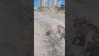 Video preview image #1 Great Dane-Unknown Mix Puppy For Sale in Woodland Hills, CA, USA