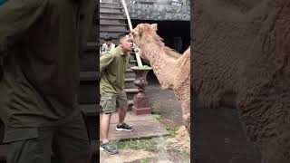 Download lagu IRFAN HAKIM IN THE MORNING WITH HIS CAMELS #shorts #camels #irfan #cows #artist mp3 Download lagu IRFAN HAKIM IN THE MORNING WITH HIS CAMELS #shorts #camels #irfan #cows #artist mp3
