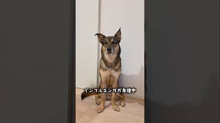 おはようまるちゃん🌞#雑種犬 #雑種 #保護犬 #犬のいる暮らし #いぬのいる生活 #犬のいる生活 #保護犬との暮らし #愛犬