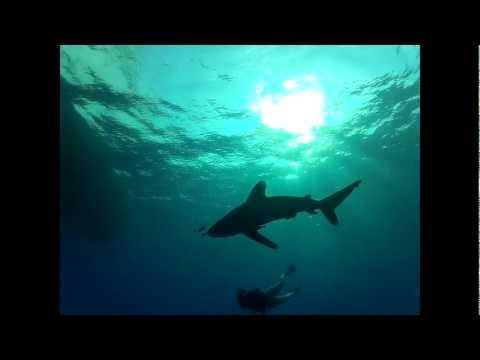 Shark Sunday   Jaws Close encounter with  Oceanic White Tip Sharks