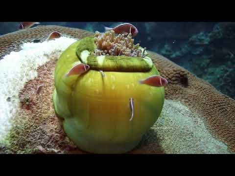 500 + Fish Identification Documentary - RELAXATION VIDEO - SOUTH EAST ASIA