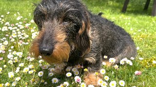Cute dachshund loves daisies 🌼🌼🌼 #TeddyTheDachshund