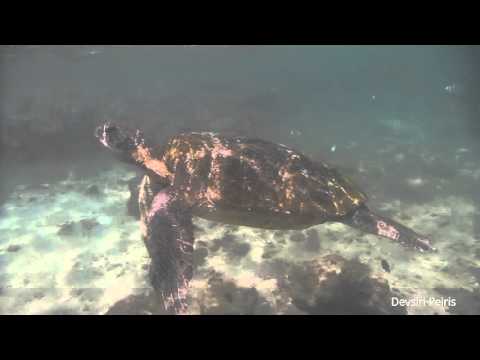 Discover Scuba Prathima