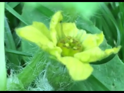 2021 Uncle Mark’s Balcony Garden Tips & Updates #39