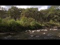 HD video. nature relaxing music.