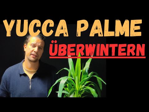 Yucca Palme sicher überwintern