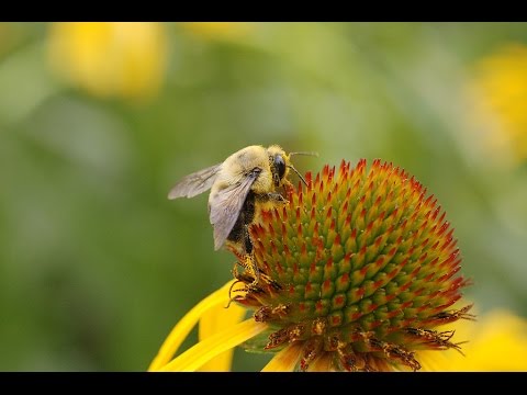 MIRACLE CURE, ECHINACEA THE NATURAL HEALING CONEFLOWER PLANT, THAILAND