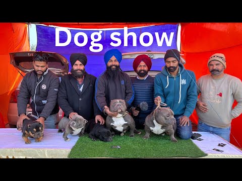 Amritsar dog show|Pritpal Tiwana|American Bully