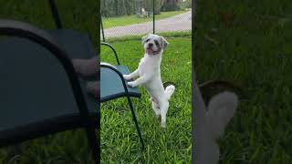 Video preview image #1 Shih Tzu Puppy For Sale in Weston, FL, USA