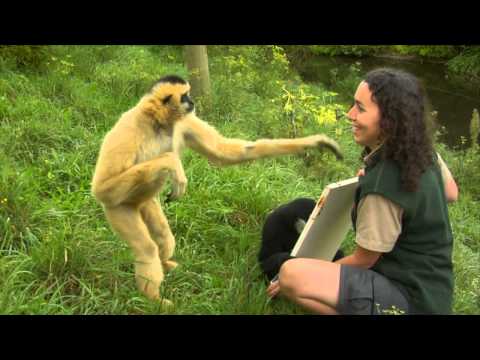 Conservation Connection: White Cheeked Gibbon