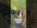 Ruby Sue And Wonton Playing A Lot Of Fetch Today They Were Pretty Pooped Day 48 Subscribe Now