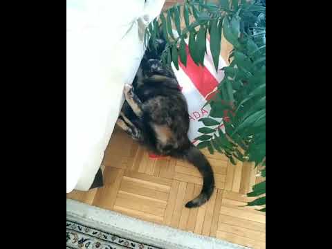 Meesha the Tortie Cat