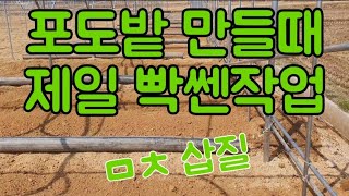#포도밭만들기 #샤인머스켓재배기술 #비가림하우스만들기비닐하우스배수로작업