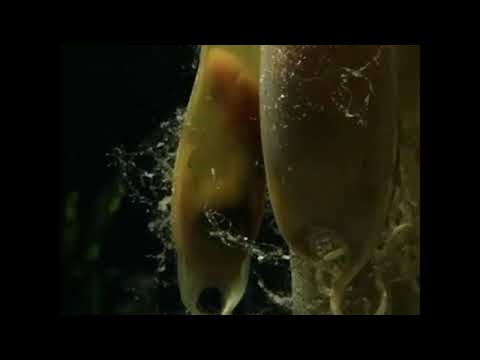 Baby Sharks in their Eggs || ViralHog