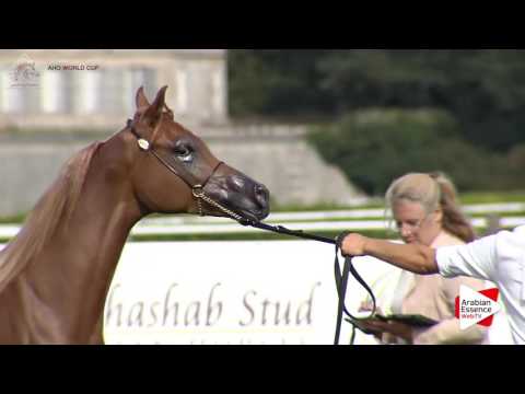 Chantilly 2016 AHO World Cup - CLASS 6B