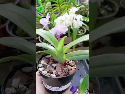 ZAP 11940050033 pedido de Elika de Goiás @Mais Orquídeas #plantas #flores #orquideas