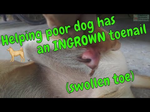 Helping a poor dog has an ingrown toenail (swollen toe) 🐕