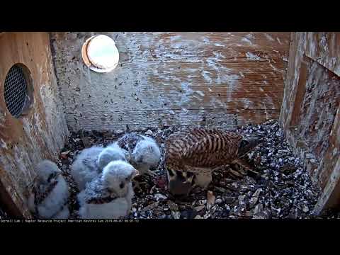 Kestrel Chicks Have Vole For Breakfast On Sunny Morning – June 7, 2019