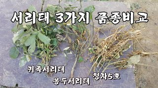 서리태 3가지 품종 비교(청자5호, 응두, 귀족)