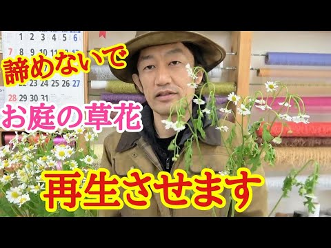 庭でおがくずを使用するにはどうすればよいですか？びっくりする実用的な使い方4つ！  庭園