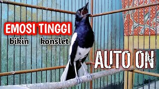 Download lagu BIKIN KACER KONSLET EMOSI TINGGI AUTO ON DENGAR INI !! PANCINGAN KACER GACOR TERAMPUH. mp3 Download lagu BIKIN KACER KONSLET EMOSI TINGGI AUTO ON DENGAR INI !! PANCINGAN KACER GACOR TERAMPUH. mp3