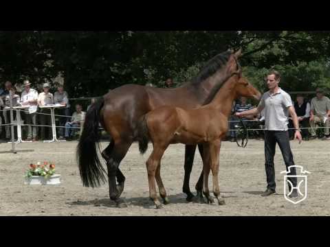 Hengstfohlen von Vagabond de la Pomme - Carlos DZ - Acorado