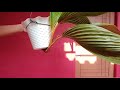Mudah Banget Hasil Membuat Bonsai Kelapa Tanam Terbalik 3 Bulan Yang Lalu