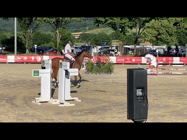 Castrone Sella Francese In vendita 2014 Baio ,  QUITE EASY