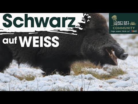 A breathtaking sight! A magnificent wild boar in the snow...🐗❄️