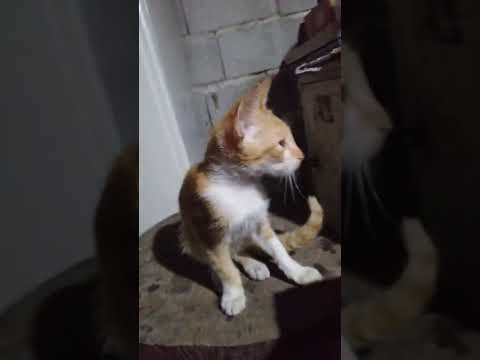 My daughter's Pet's / Marife Nisco