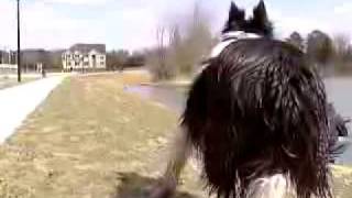 Canada Goose Control from Geese Police, Inc.