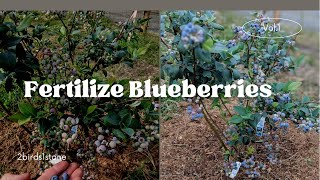 Simple Blueberry Fertilization Ammonium Sulfate