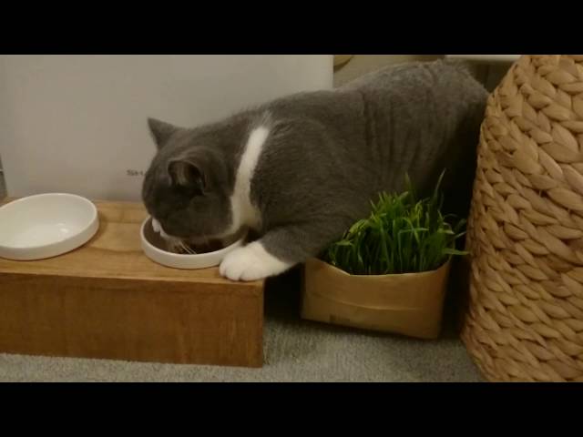 横着な食事作法の例（猫・悪い例）
