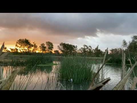 2 man duck limits caught on ShotKam (7 different species)