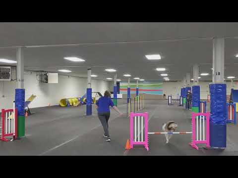 Waffles's First Agility Trial! (Day One)