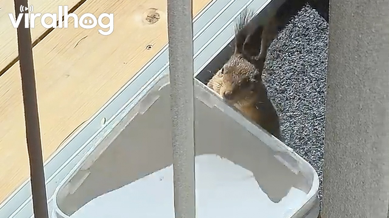 Clever Squirrel Opens Peanut Jar || ViralHog