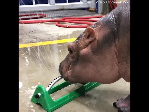 Fiona's greatest hits: 3 years of sassy hippo bliss